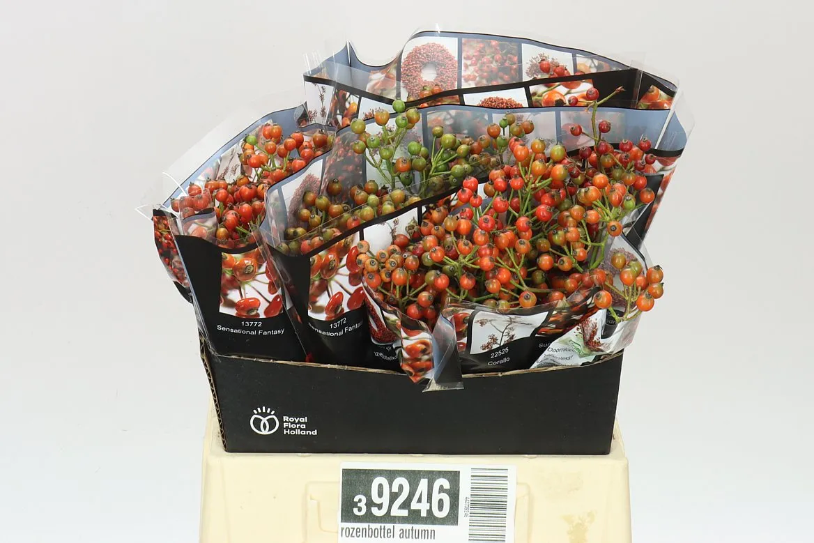 Rozenbottel Autumn Rosefruits • 40 cm