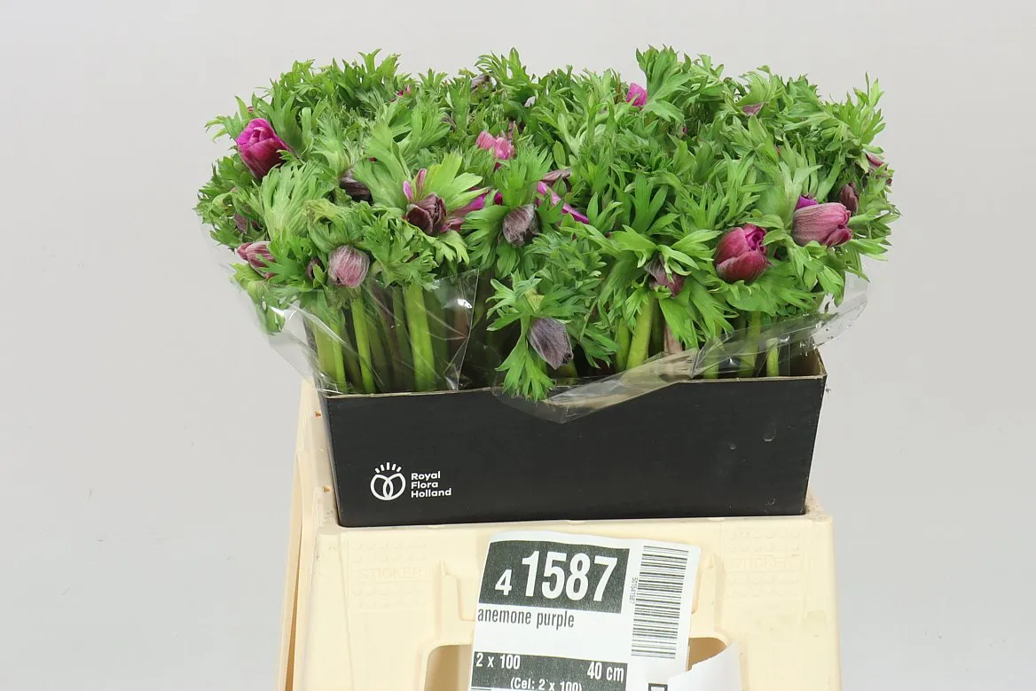Sasanka Purple • 40 cm