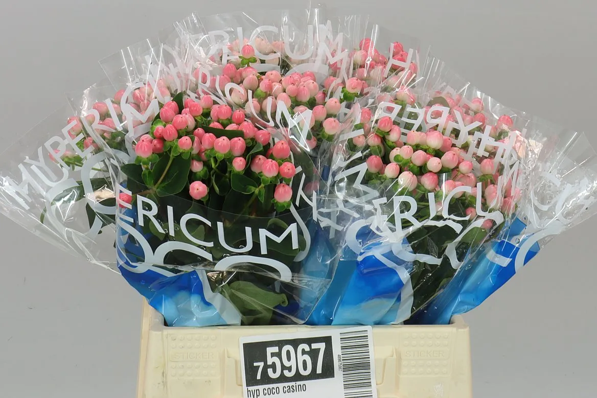 Hyperikum Coco Casino • 40 cm