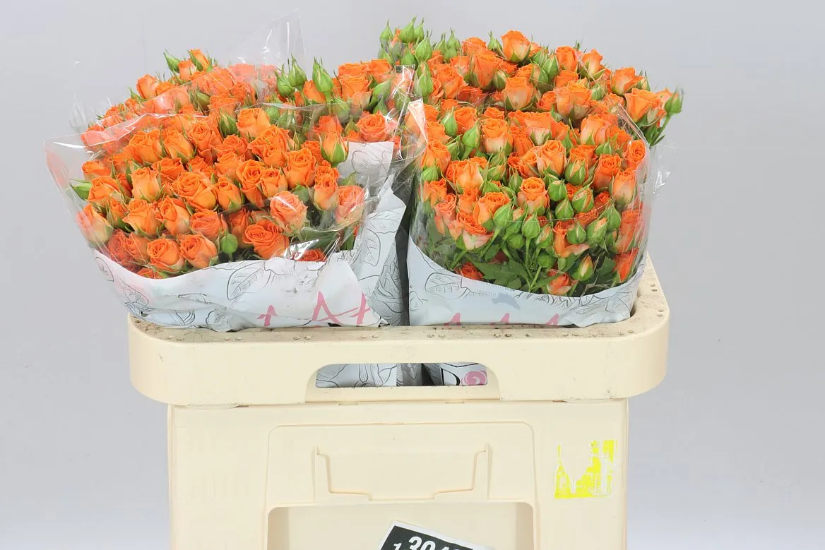 Rosa Tr Picanto • 60 cm