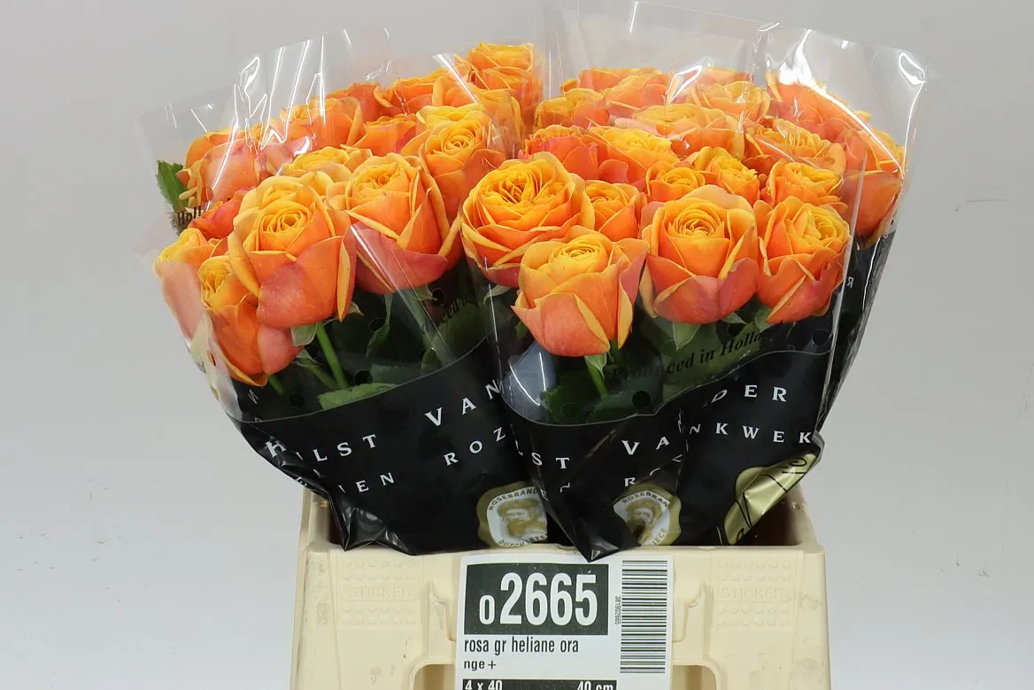 Ruža Heliane Orange • 40 cm