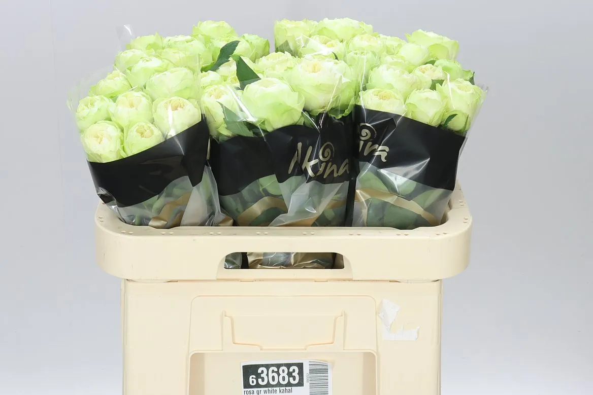 Rosa Gr White Kahala • 60 cm