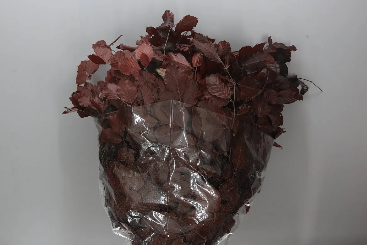 Beuk Brown • 75 cm