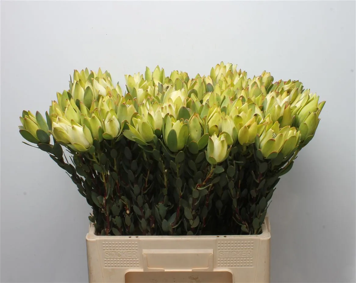 Leucad Discolor Yellow • 60 cm