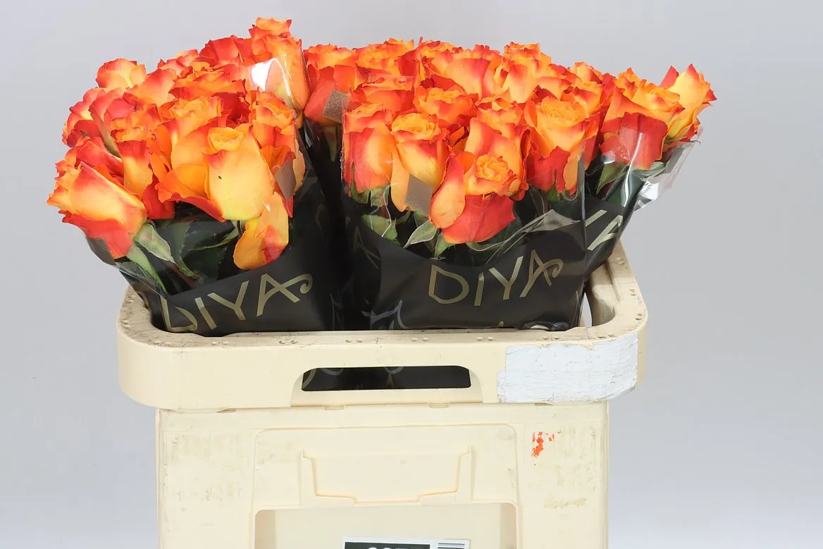 Rosa Gr Diyas Fire • 60 cm