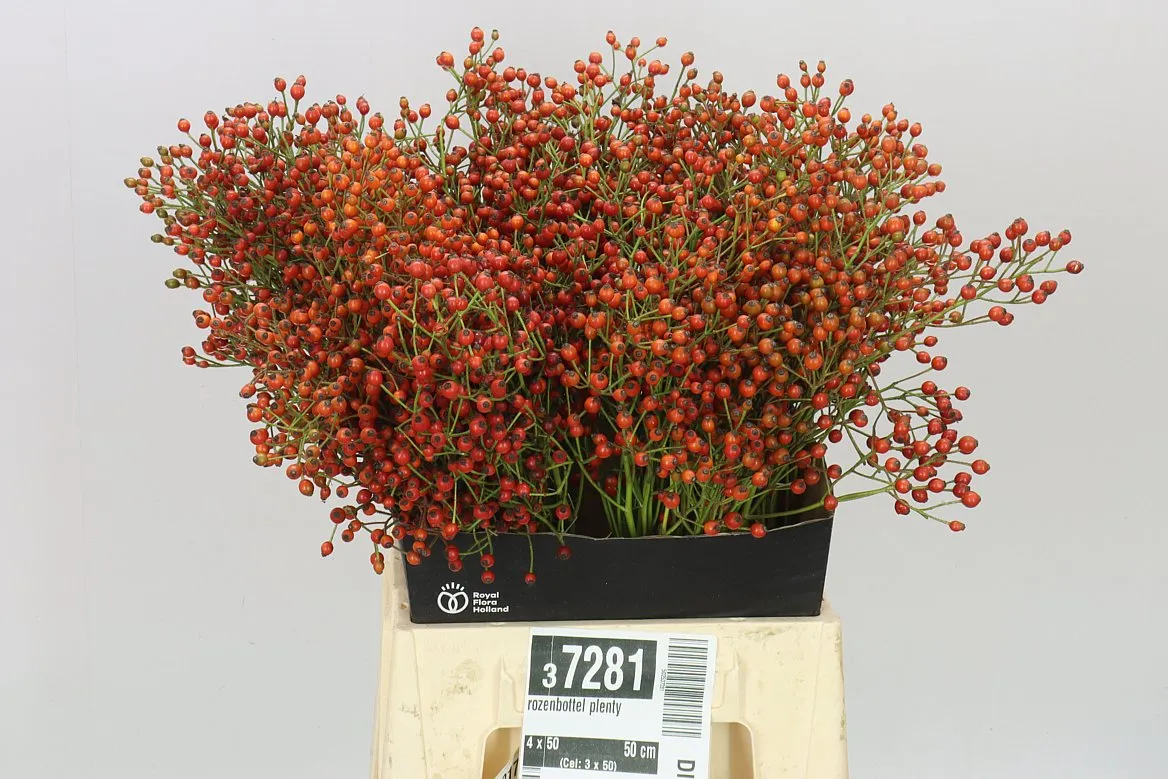 Šípky Plenty • 50 cm