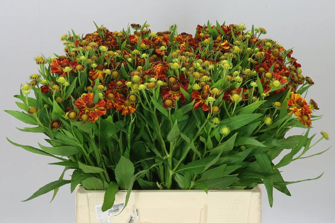 Helenium Autumn Fire • 60 cm