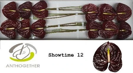 Antúrium Showtime