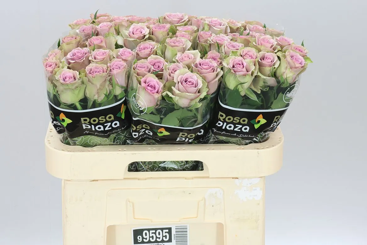 Rosa Gr Samantha's Bridal • 60 cm