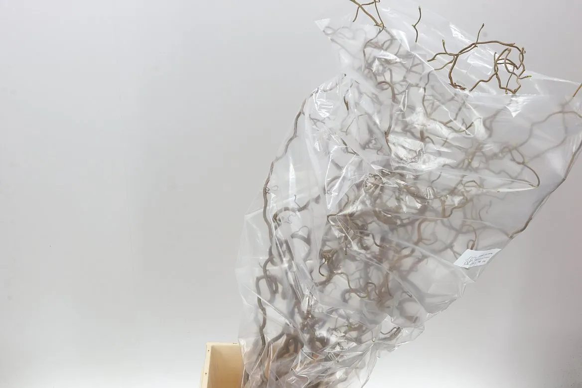 Corylus • 90 cm