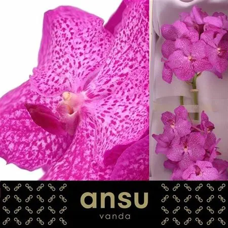 Vanda Ni Rosy • 25 cm