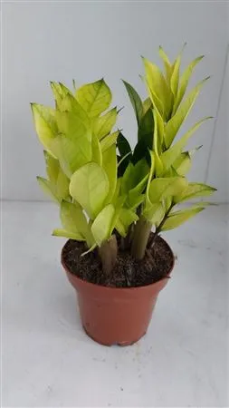 Zamioculcas Variegata Chameleon • črepník 12 cm