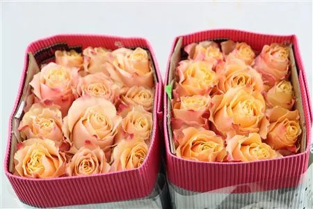 Rosa Gr Ec Carpe Diem • 50 cm