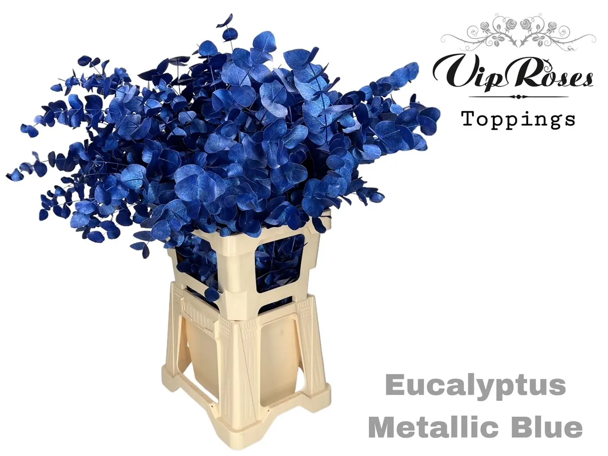 Eukalyptus Cinerea Metallic Blue 300gr • 65 cm