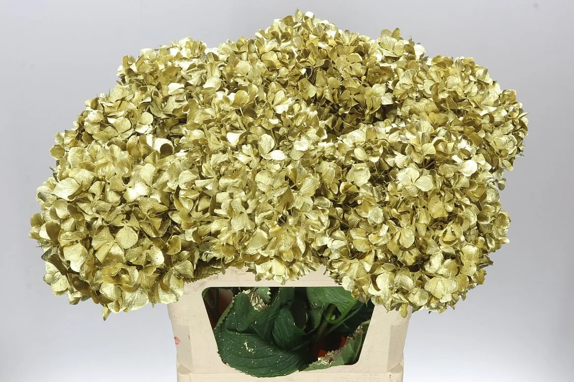 Hydr Painted Gold • 80 cm