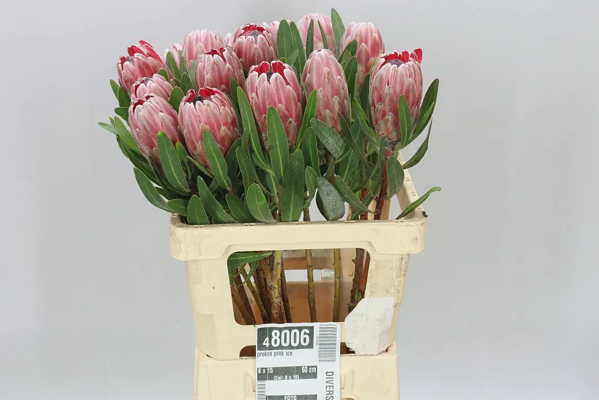 Protea Pink Ice • 60 cm