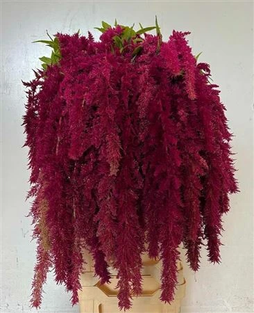 Amarant Trailing Red Spider • 80 cm