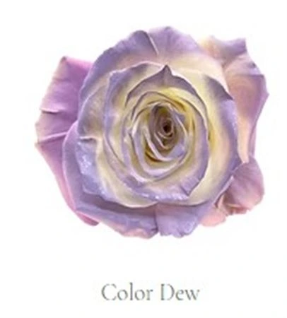 Ruža farbená Color Dew, Ekvádor • 50 cm