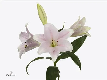 Lil Lf Cali Pink 3+ • 110 cm