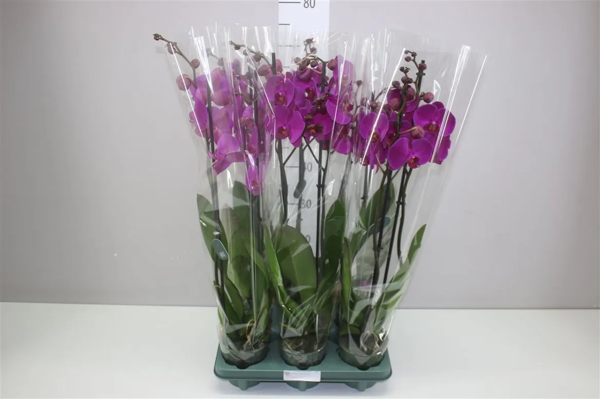 Orchidea Phalaenopsis Midnight Rambler, 2 výhony • črepník 12 cm