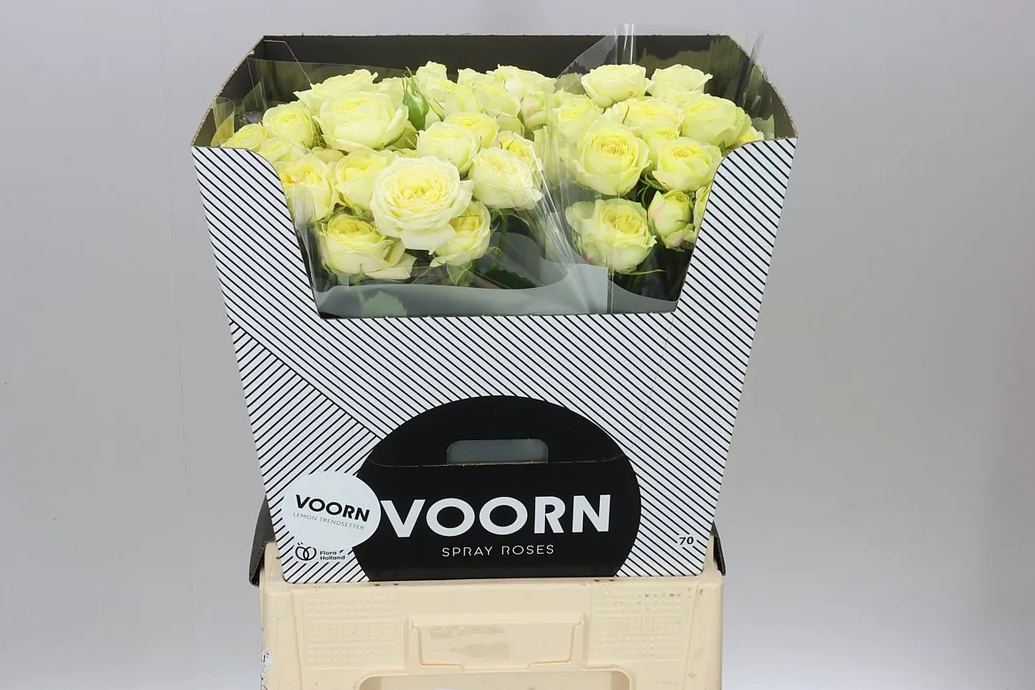 Rosa Tr Lem Trendsetter • 70 cm