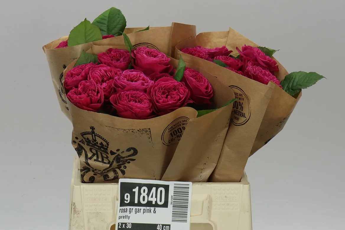 Rosa Gar Pink & Pretty • 40 cm