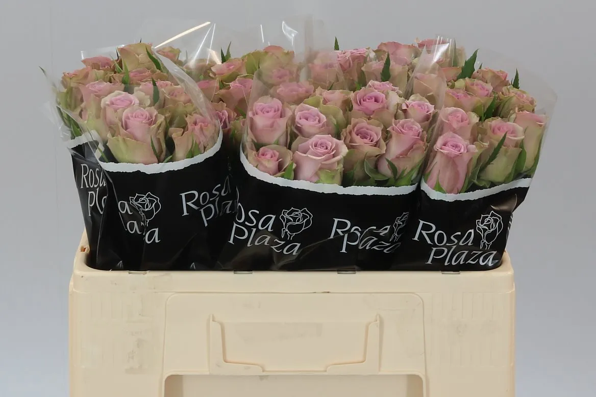 Ruža Samantha's Bridal • 50 cm