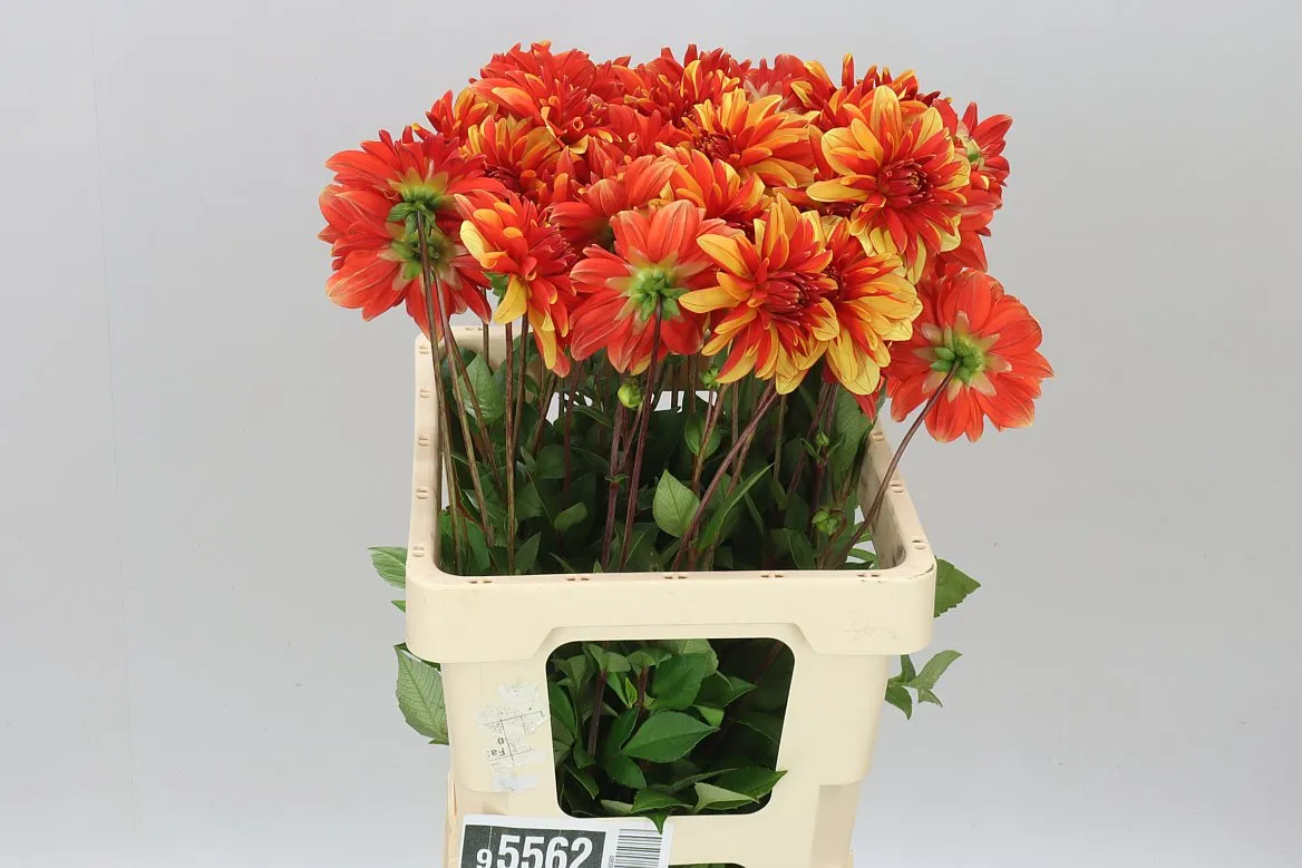 Georgína Japlou A2 • 60 cm