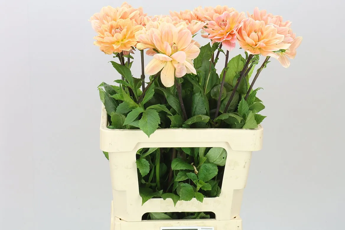 Dahlia Yvonne • 50 cm
