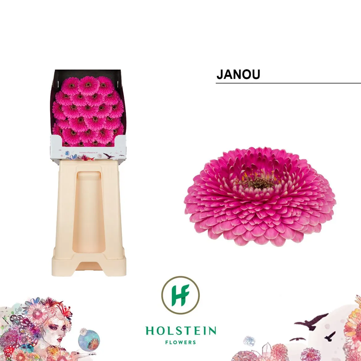 Germini Diamond P Janou • 55 cm