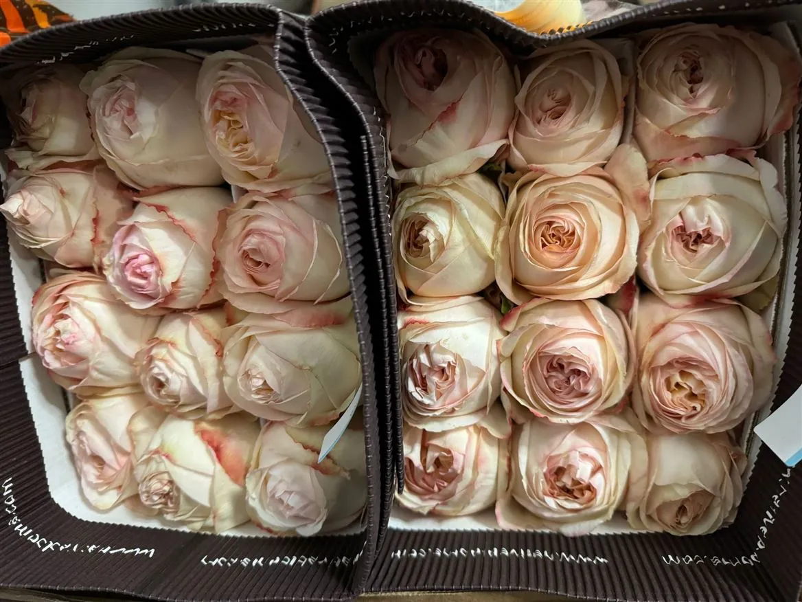 Rosa Gr Ec Cream X- Pression • 40 cm