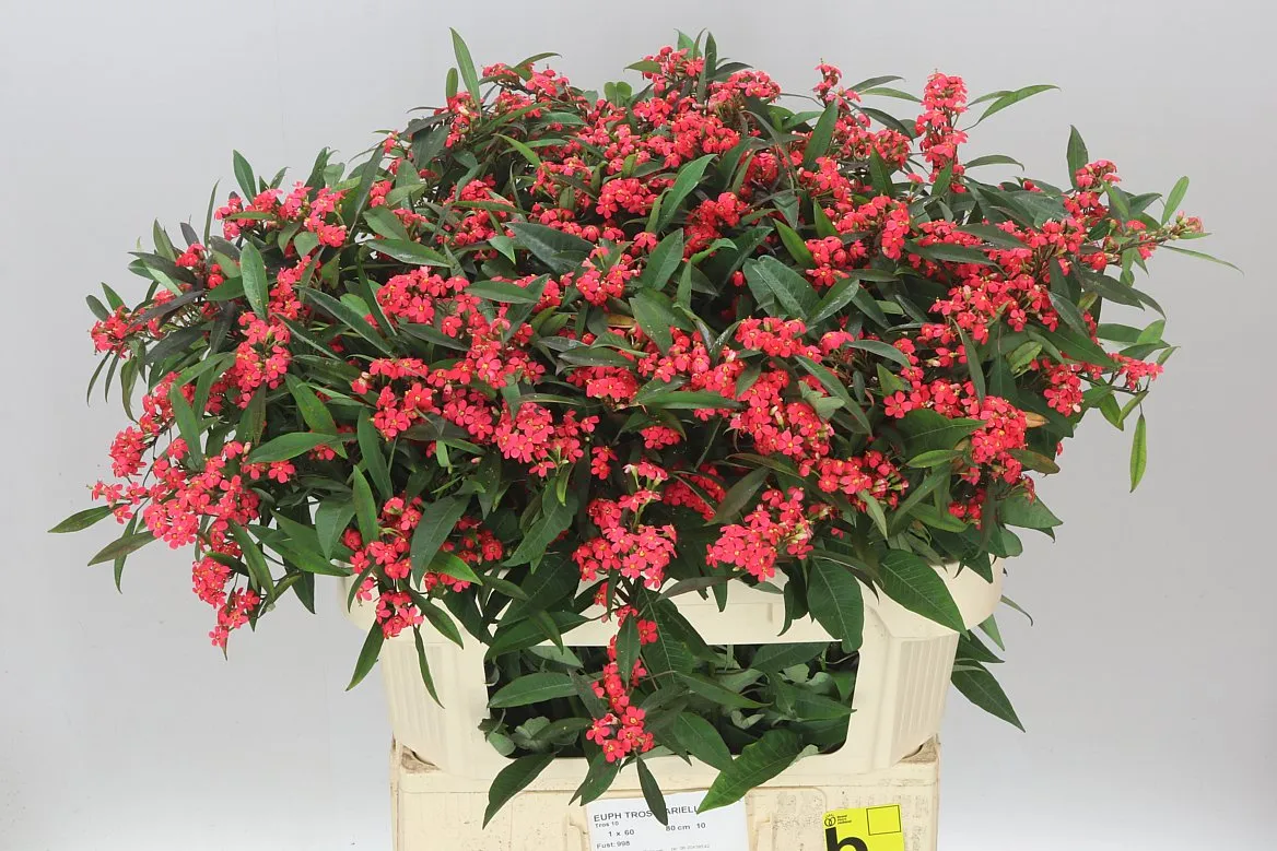 Euphorbia F T Marielle • 80 cm