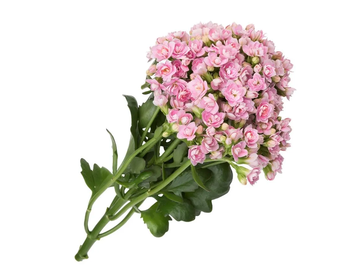 Kalanchoe Delicate Pink Meadow • 40 cm