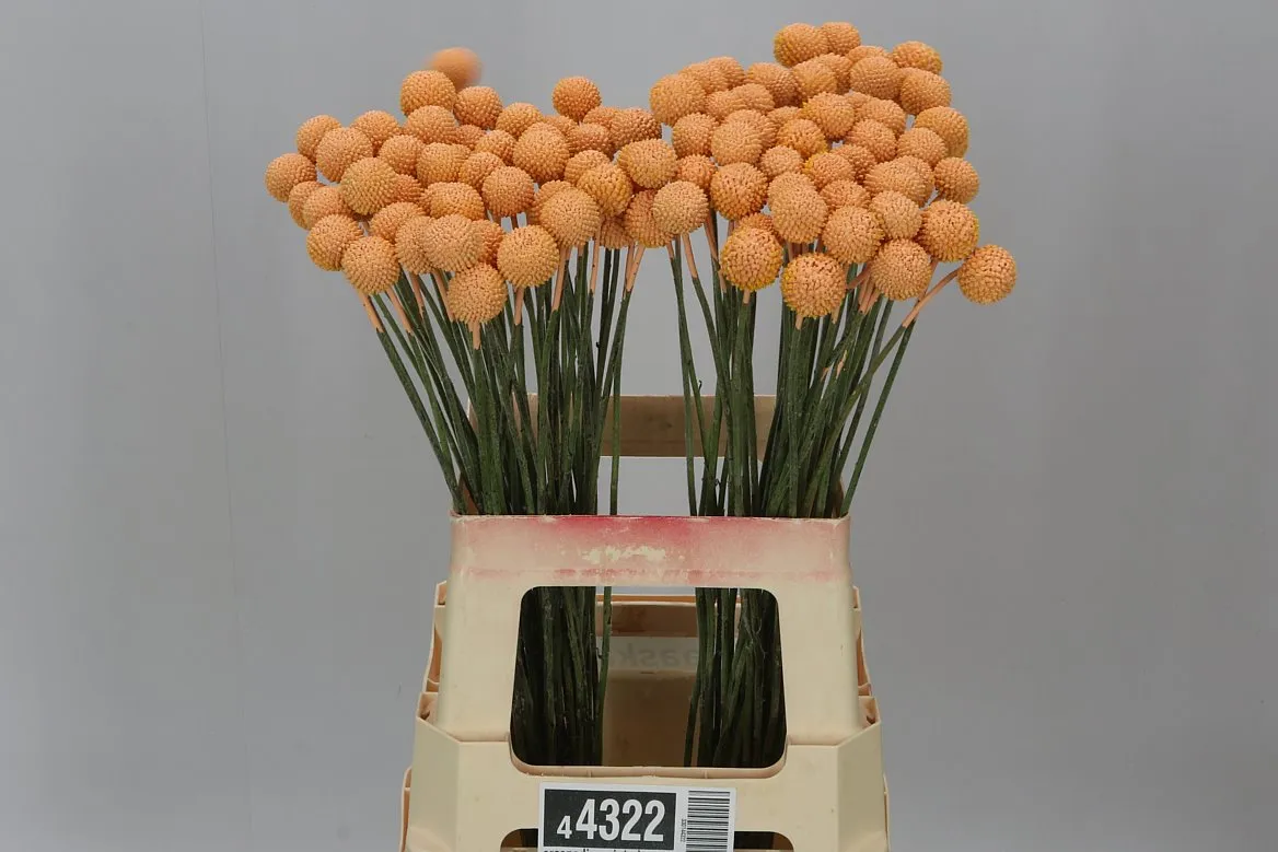 Craspedia farbená Apricot • 60 cm