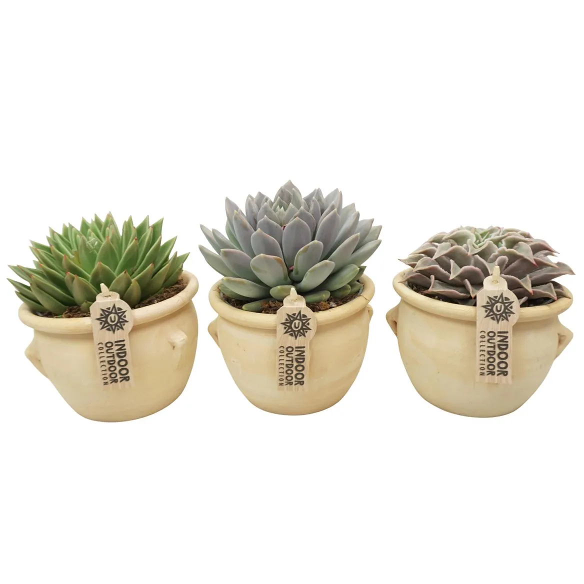 Echeveria mix In 16 Cm 'kruik La Vica' • črepník 13 cm