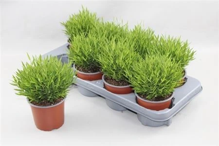 Pogonatherum Monica • črepník 12 cm