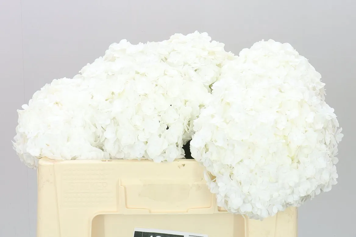 Hortenzia Highnes • 50 cm