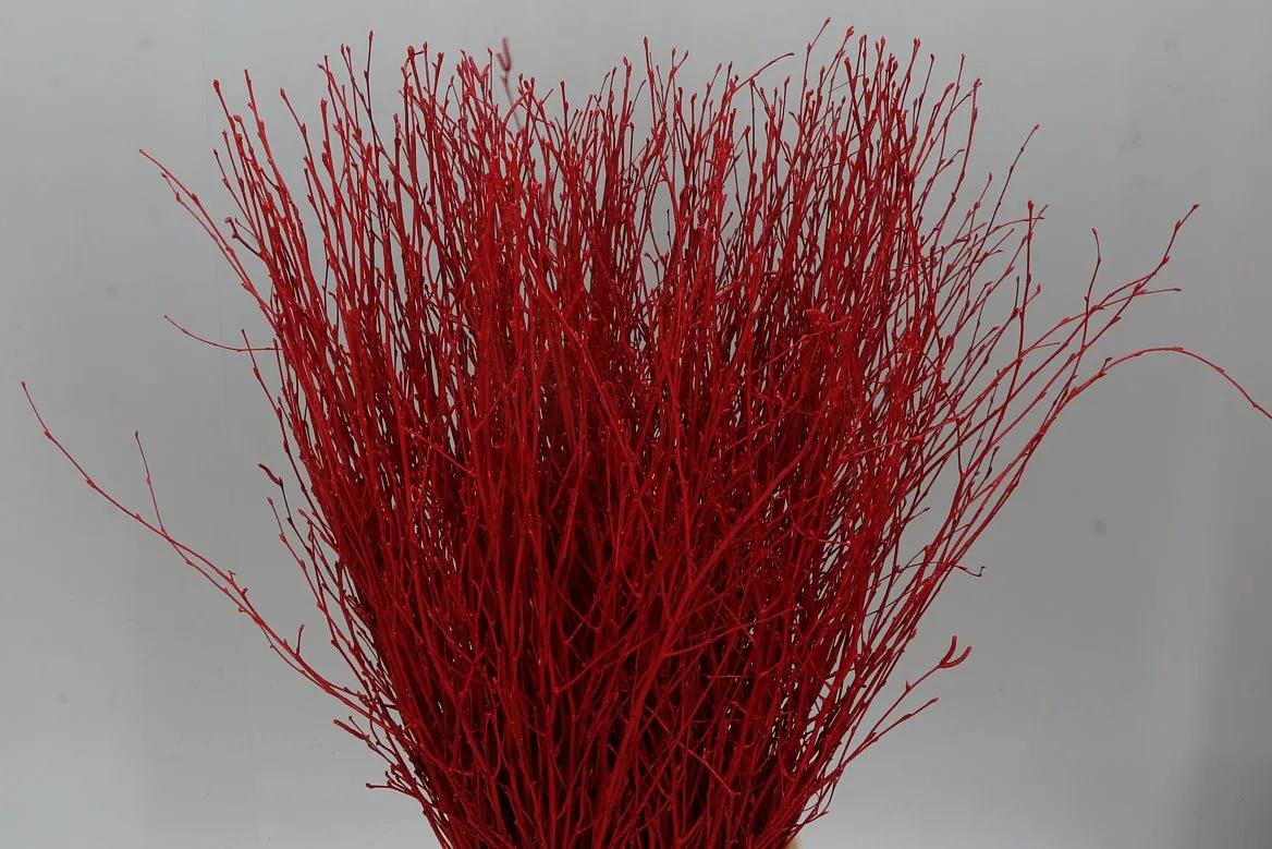 Breza Red • 70 cm