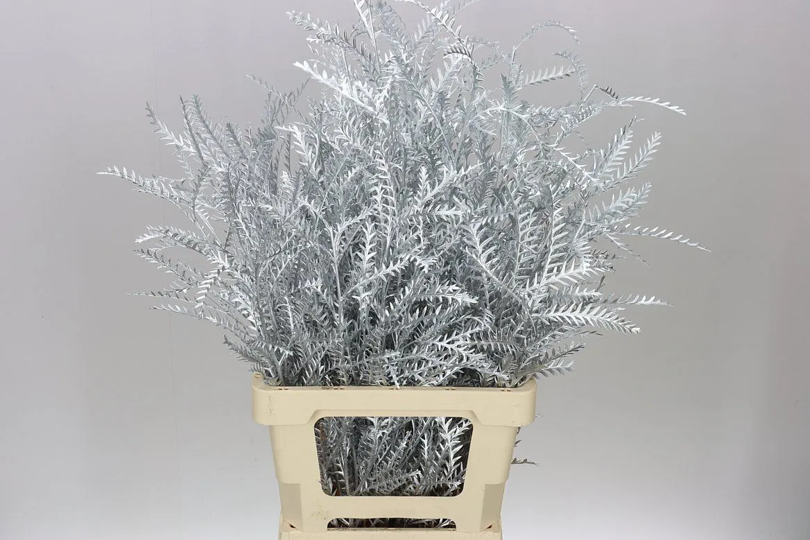 Ivanhoe Silver • 60 cm
