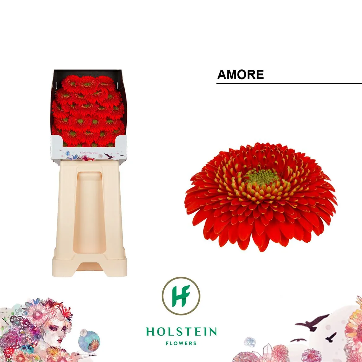 Germ D P Amore • 55 cm