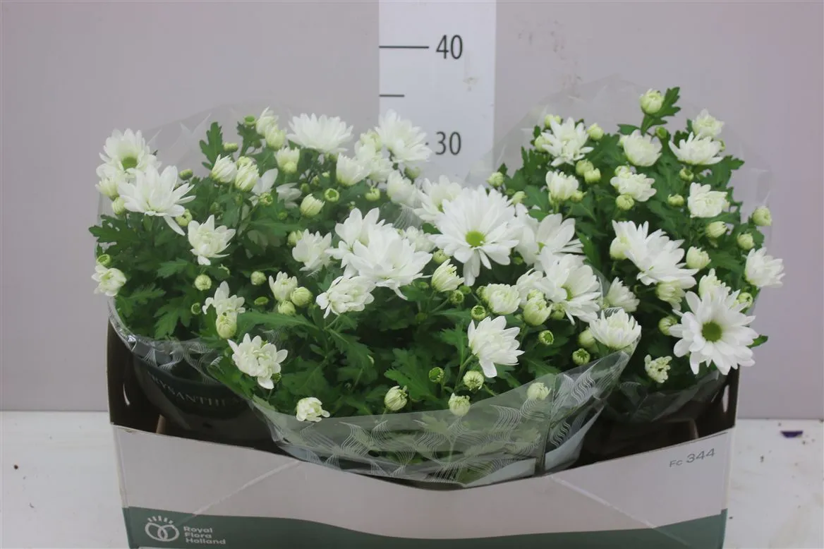 Chrysanth Wit Schaal • črepník 23 cm