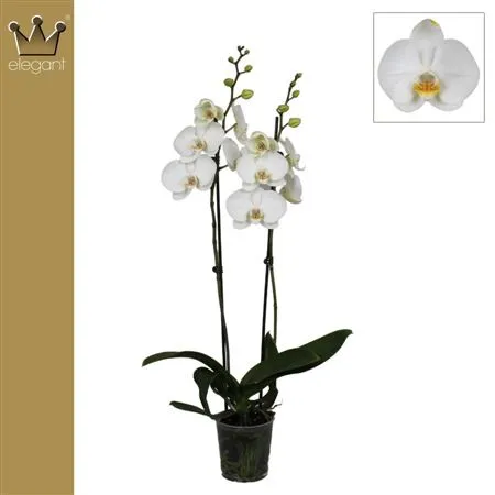 Phal Wit 2 Tak • črepník 12 cm