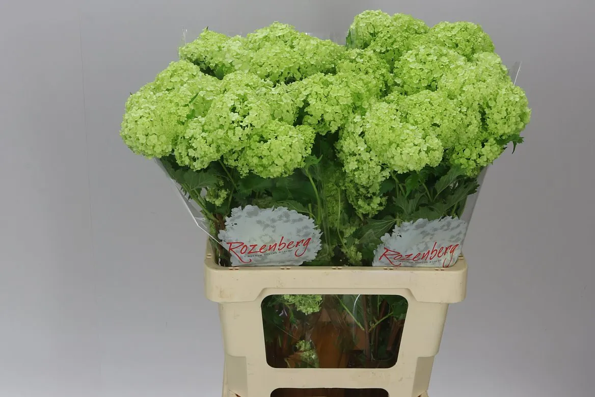 Viburnum Sneeuwbal • 60 cm