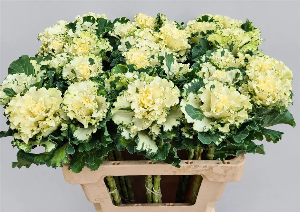 Okrasná kapusta First White • 55 cm