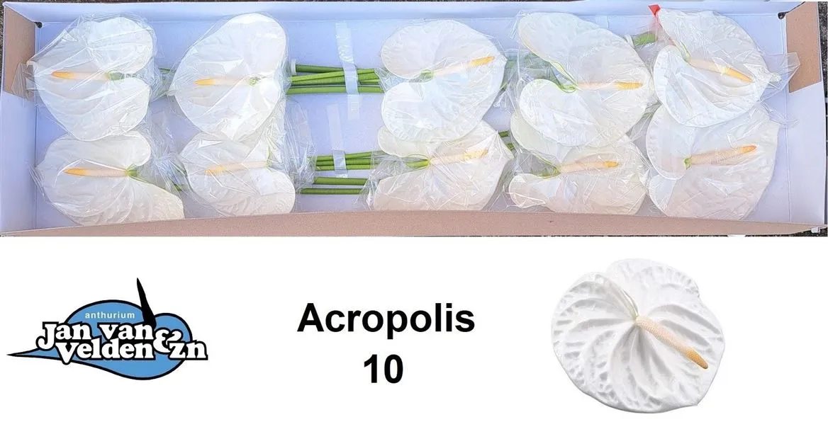 Anth Acropolis