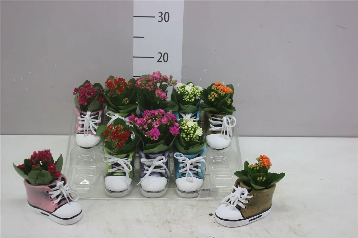 Arr Kalanchoe v obale Keramiek Schoen • črepník 13 cm