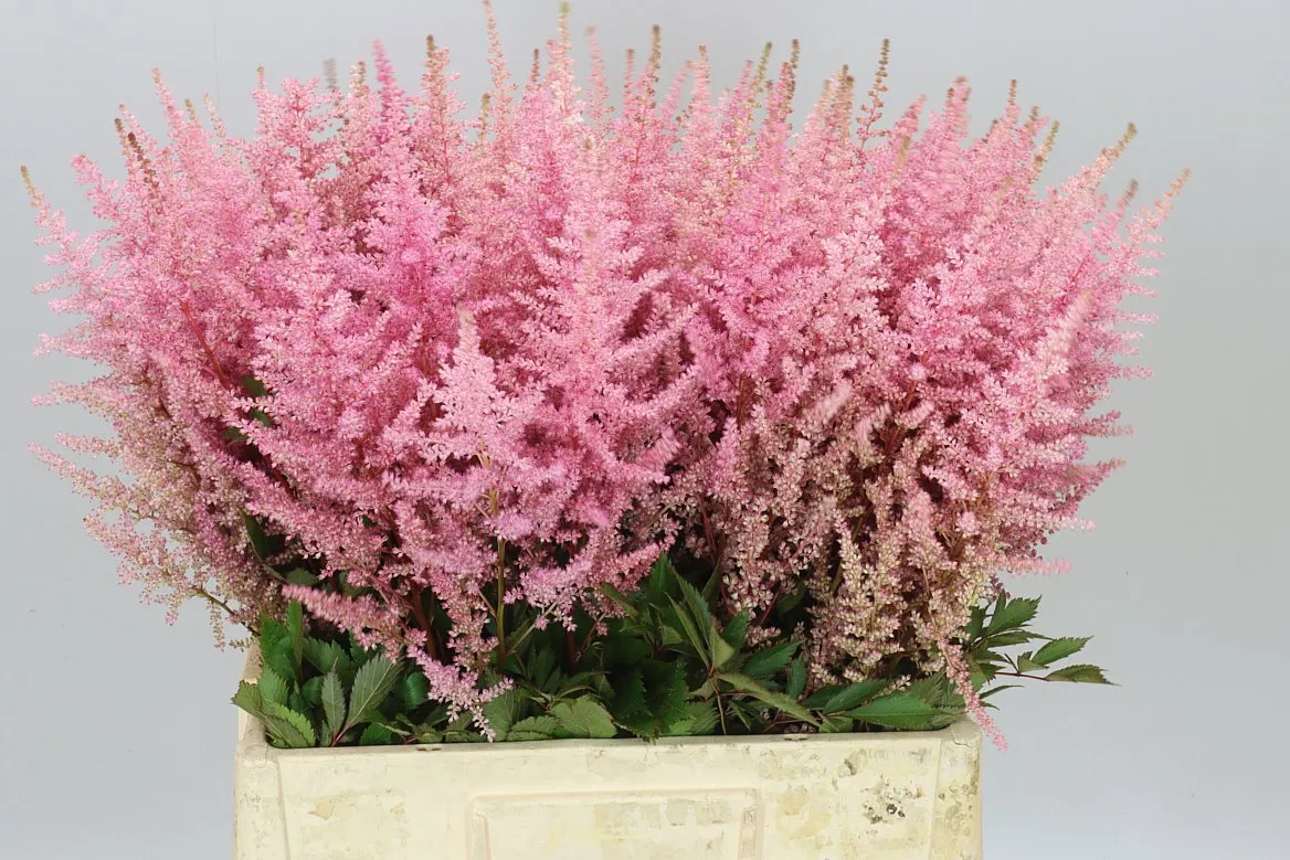 Astilbe Erika • 65 cm