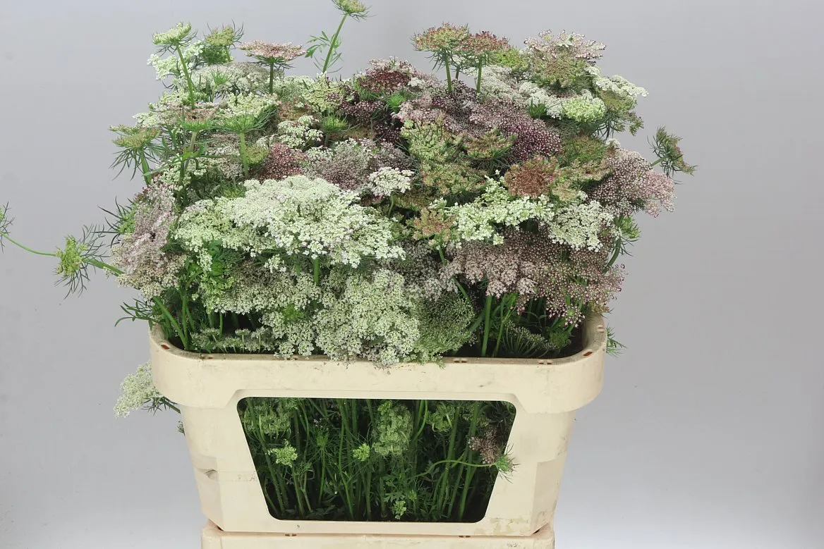 Ammi Daucus Carota Dara • 75 cm