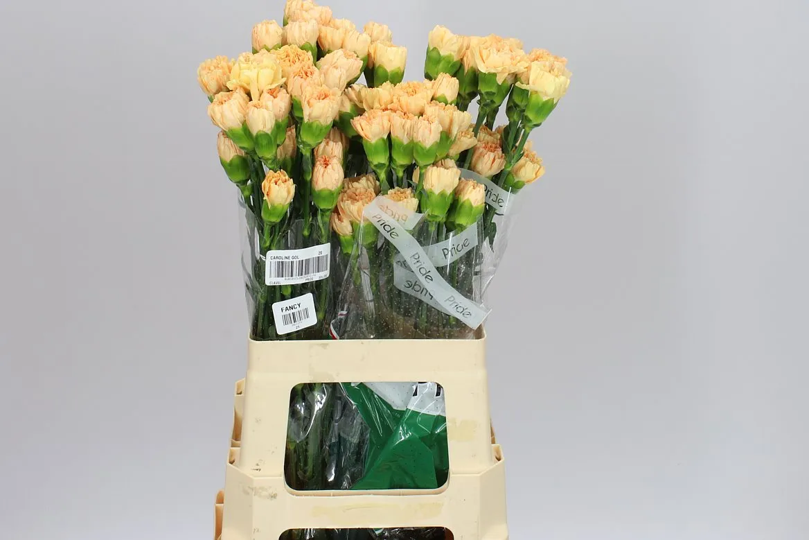 Karafiát Gold • 65 cm