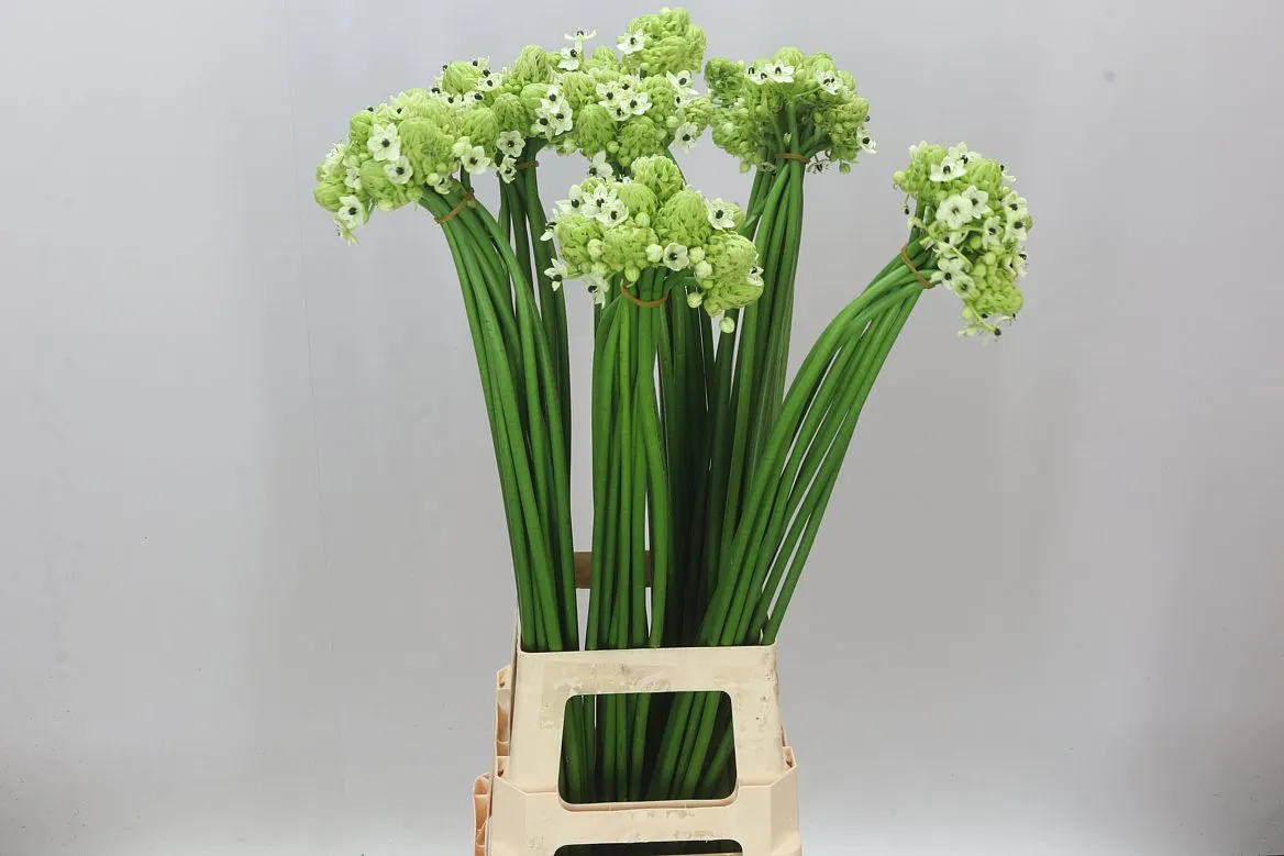 Ornithogalum Saundersiae • 85 cm